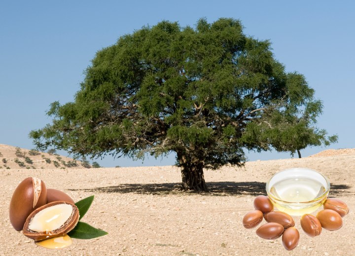 Argan tree