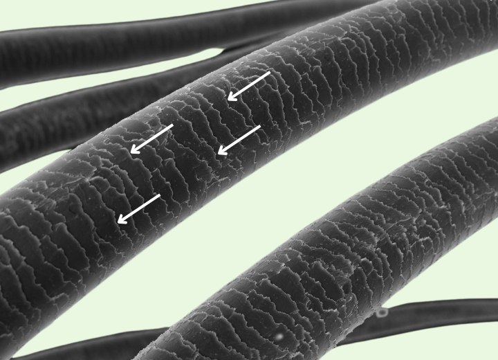The overlapping shingles of a hair cuticle