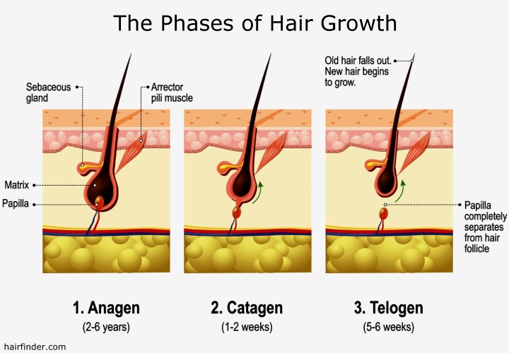 How Fast Does Hair Grow Hair Growth Per Month