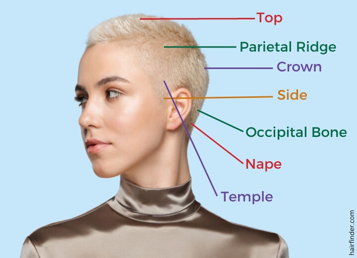 Anatomy of the head and head in and the for areas used haircutting of the the references haircuts