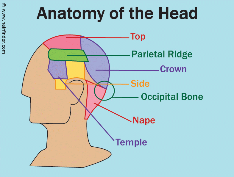 The Temple Of Face Anatomy